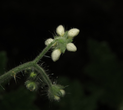 Aosa rupestris