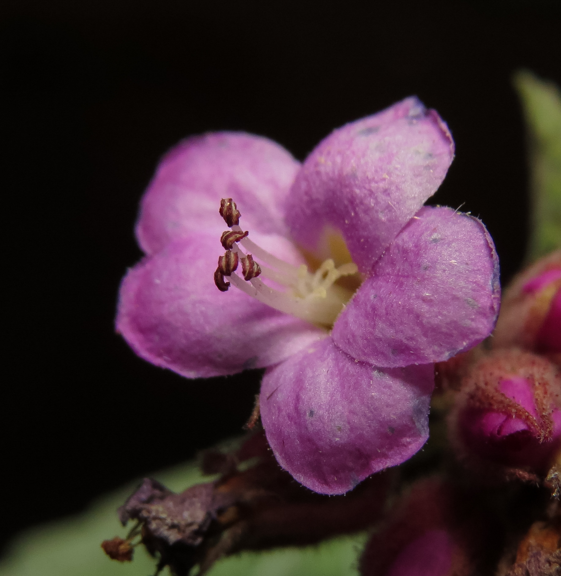 Melochia tomentosa