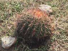 Ferocactus viridescens