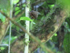 Cantorchilus leucopogon