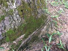 Syntrichia laevipila