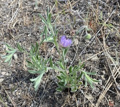 Erigeron poliospermus