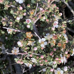 Cotoneaster integrifolius