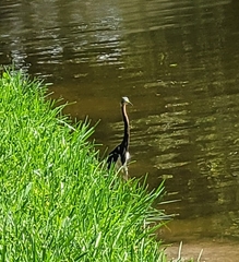 Egretta tricolor image