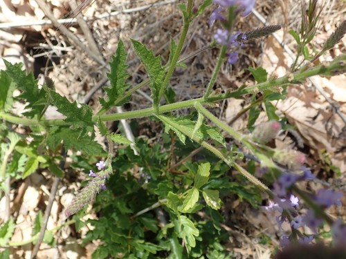 Image of Verbena gemmea by (c) joergmlpts, some rights reserved (CC BY)