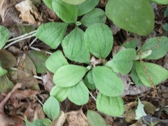 Antennaria solitaria