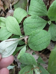 Antennaria solitaria