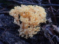 Ramaria anziana