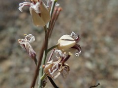 Streptanthus glandulosus albidus