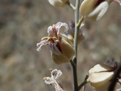 Streptanthus glandulosus albidus
