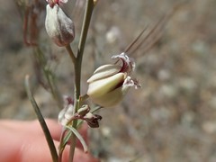 Streptanthus glandulosus albidus