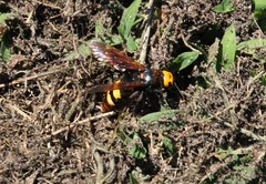 Megascolia maculata maculata