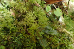 Thuidium cymbifolium