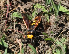 Megascolia maculata maculata