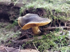 Cortinarius clandestinus