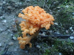 Ramaria anziana