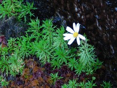 Osmitopsis pinnatifida