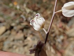 Streptanthus glandulosus albidus