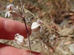 Streptanthus glandulosus albidus