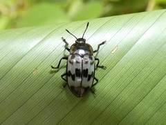 Prepopharus eduardoi