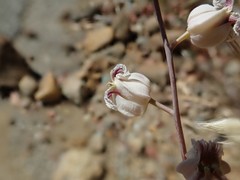 Streptanthus glandulosus albidus
