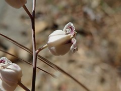 Streptanthus glandulosus albidus