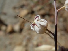 Streptanthus glandulosus albidus