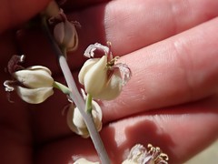 Streptanthus glandulosus albidus