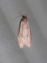Semioscopis