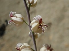 Streptanthus glandulosus albidus