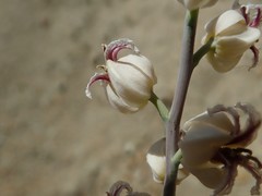 Streptanthus glandulosus albidus