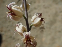 Streptanthus glandulosus albidus