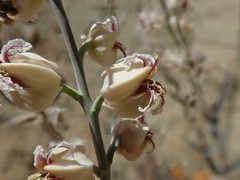 Streptanthus glandulosus albidus