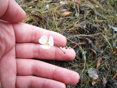 Sagittaria isoetiformis