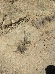 Streptanthus glandulosus albidus