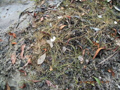 Sagittaria isoetiformis