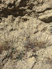 Streptanthus glandulosus albidus