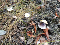 Sagittaria isoetiformis