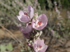 Malacothamnus hallii