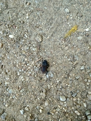 Erichius vittatus vittatus
