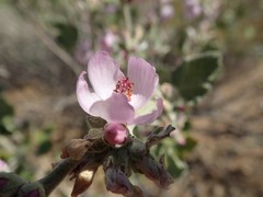 Malacothamnus hallii