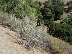 Malacothamnus hallii