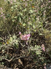 Malacothamnus hallii