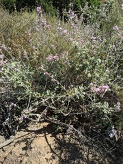 Malacothamnus hallii