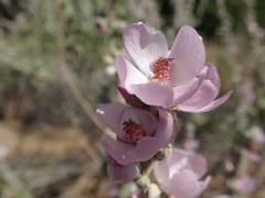 Malacothamnus hallii