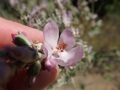 Malacothamnus hallii