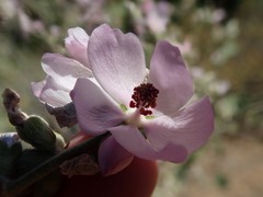 Malacothamnus hallii