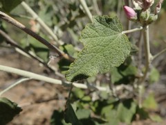 Malacothamnus hallii