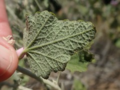 Malacothamnus hallii