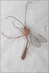 Dicamptus fuscicornis